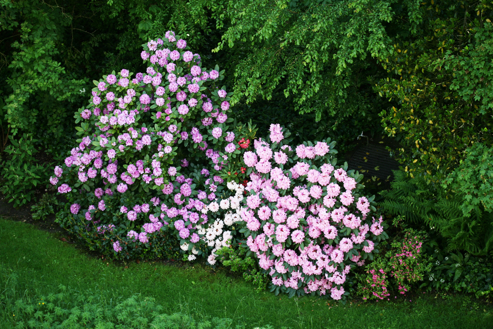 Rhododendren