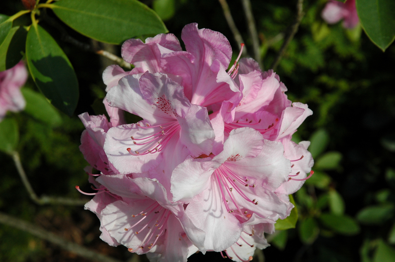 Rhododendren