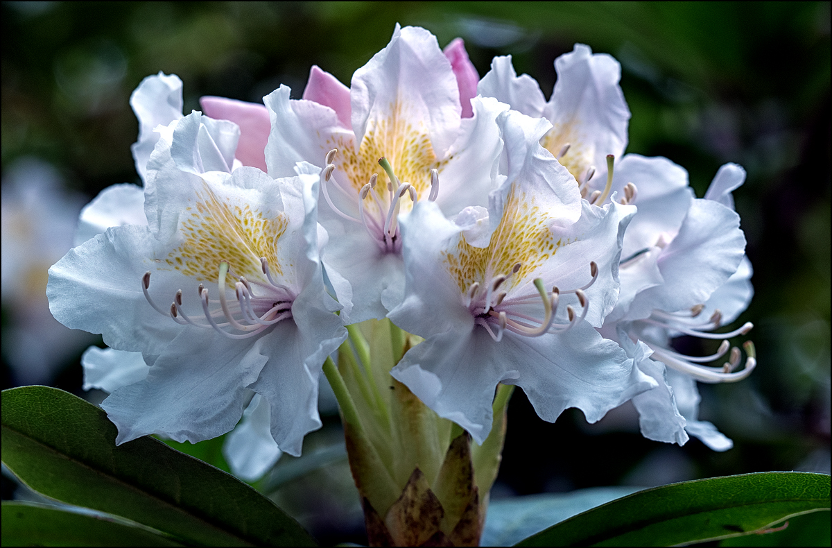 Rhododendren...