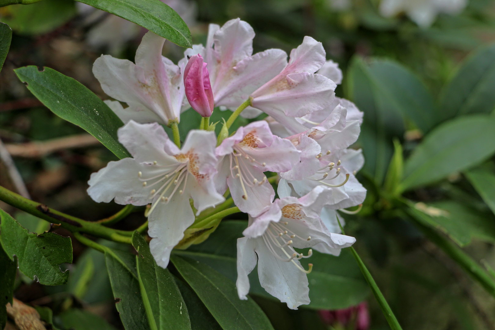 Rhododendren