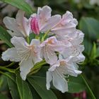 Rhododendren