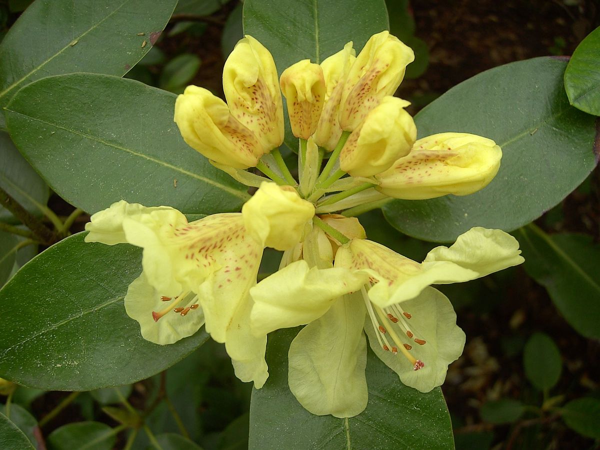 Rhododendren