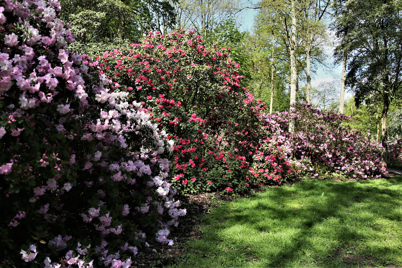 Rhododendren