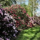 Rhododendren