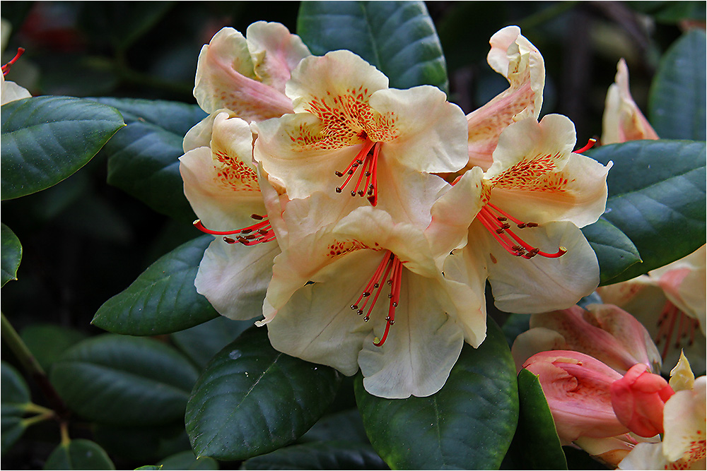 Rhododendren