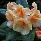 Rhododendren