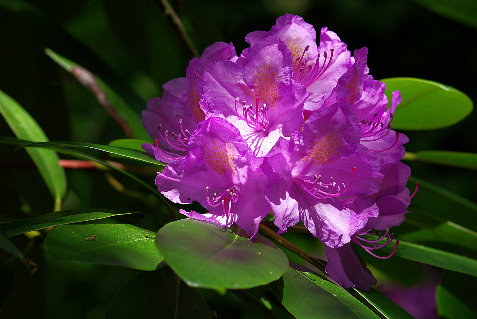 Rhododendren