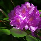 Rhododendren