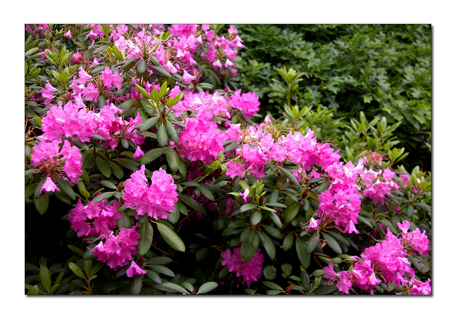 rhododendren ...