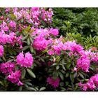 rhododendren ...