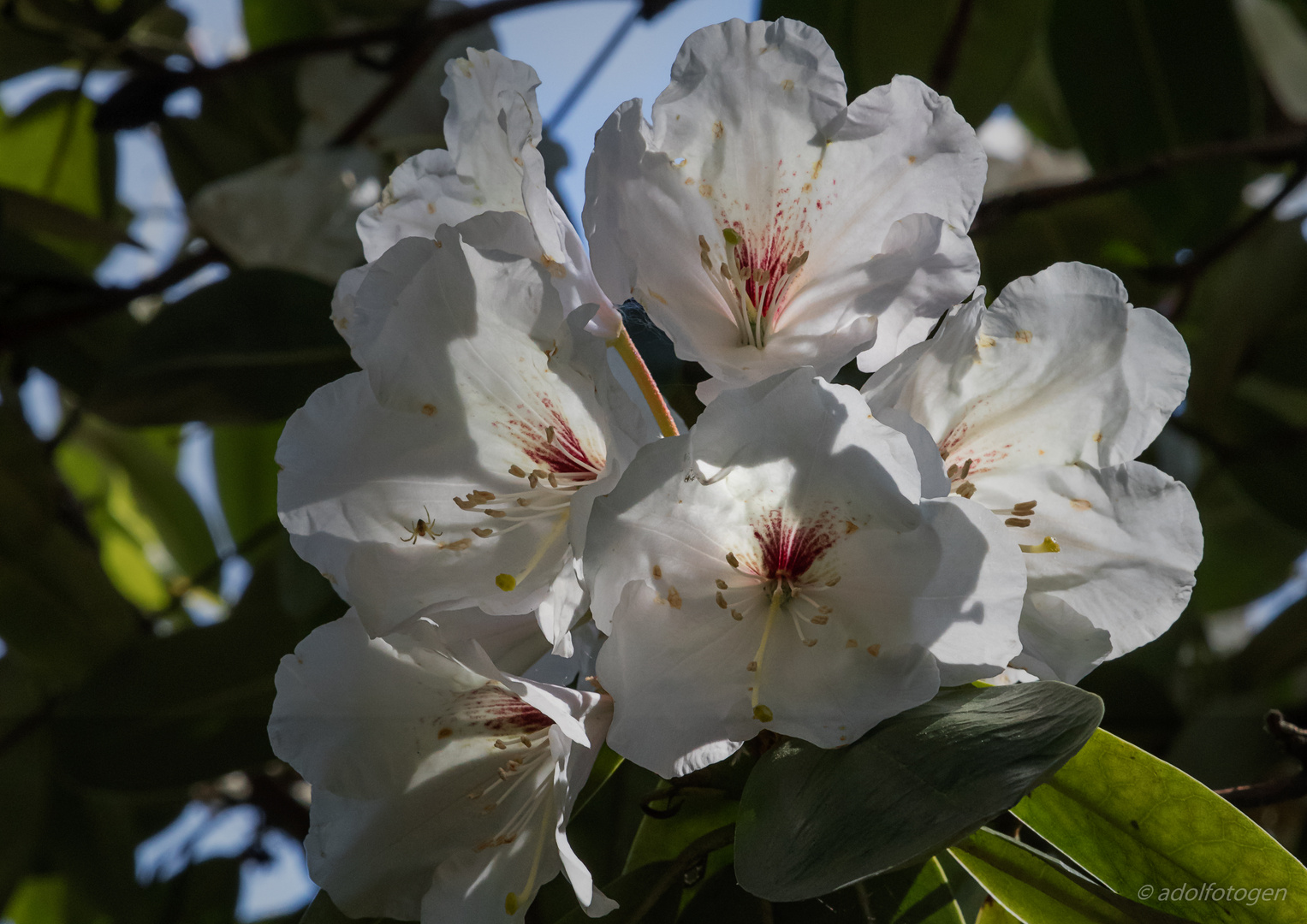 Rhododendren