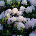 Rhododendren