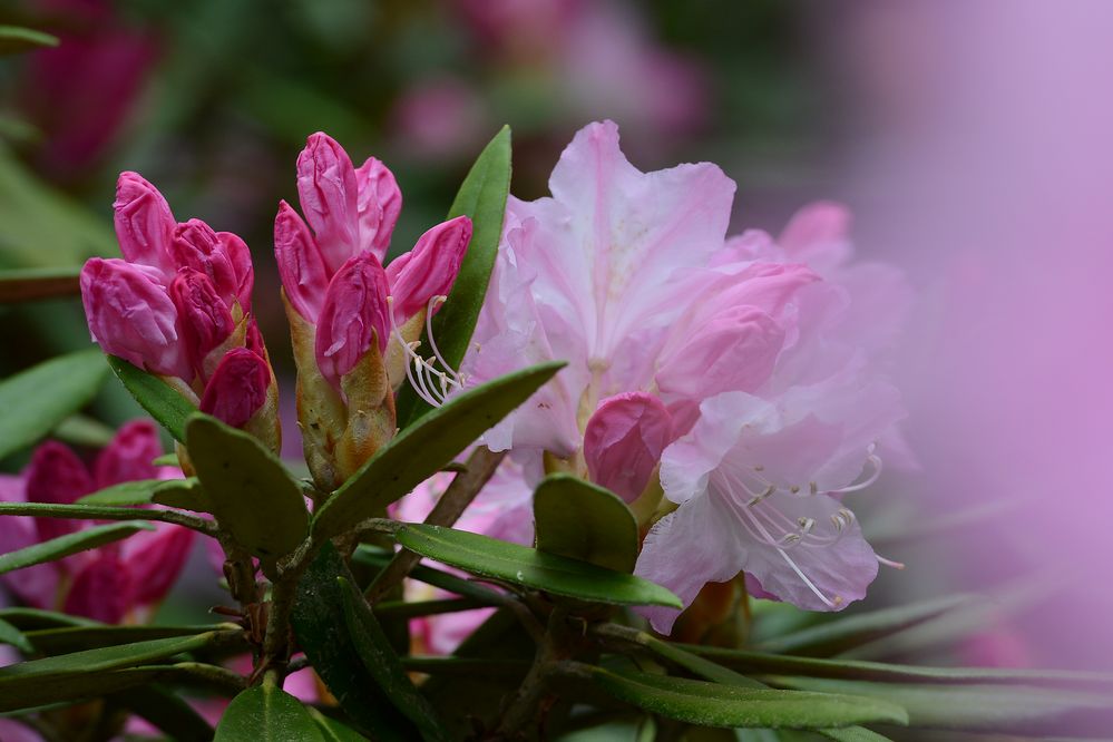 Rhododendren