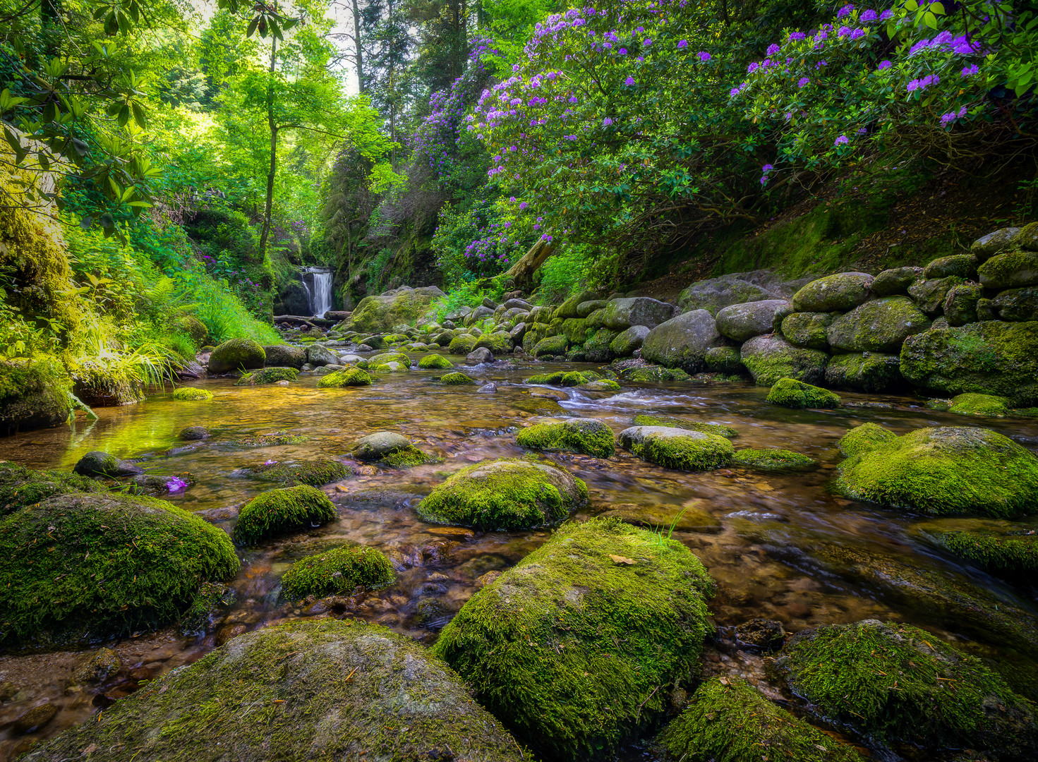 Rhododendren am Wasserfall