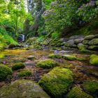 Rhododendren am Wasserfall