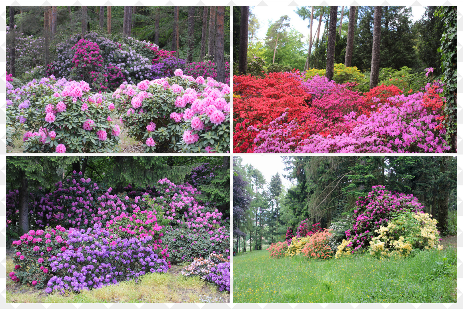 Rhododendren auf dem Hutberg bei Kamenz / Sachsen