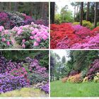 Rhododendren auf dem Hutberg bei Kamenz / Sachsen