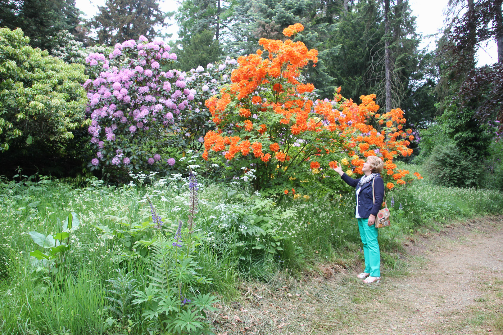 Rhododendren auf dem Hutberg / Kamenz Foto & Bild