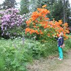 Rhododendren auf dem Hutberg / Kamenz