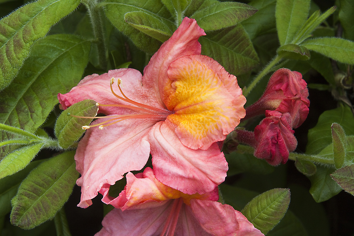 Rhododendren-Blüte 4