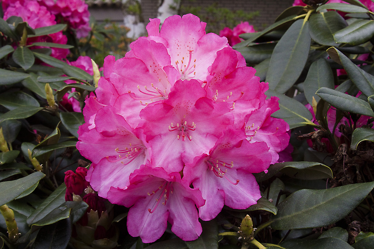 Rhododendren-Blüte 5