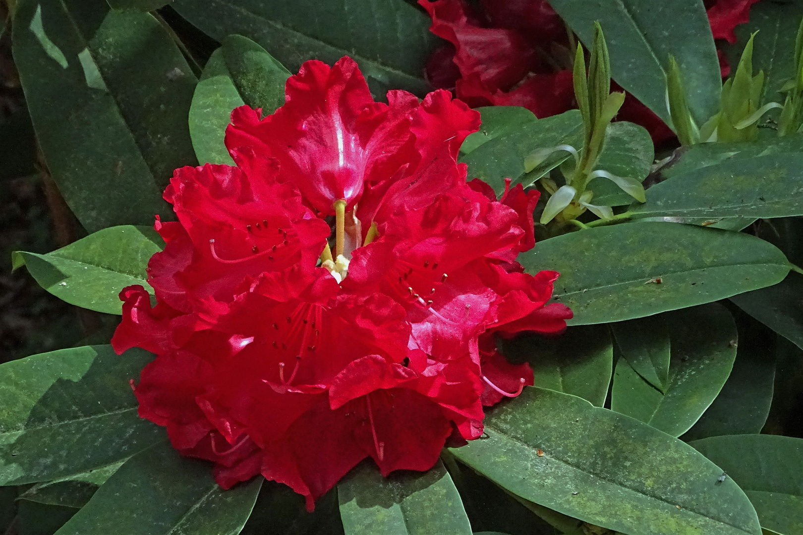 Rhododendren-Blüte