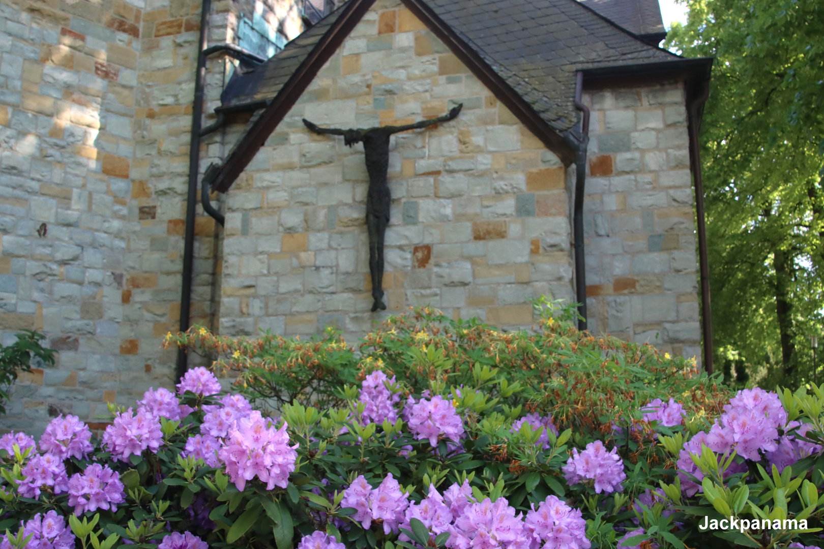 Rhododendren-Blüte im Pfarrgarten (1)