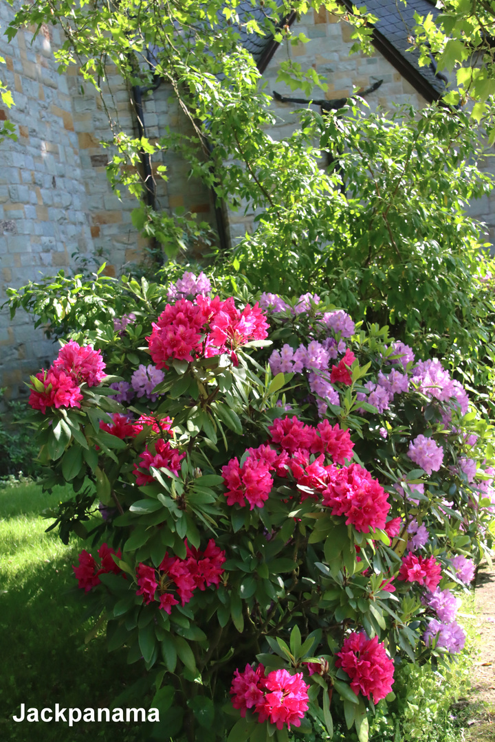 Rhododendren-Blüte im Pfarrgarten (3)