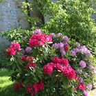 Rhododendren-Blüte im Pfarrgarten (3)