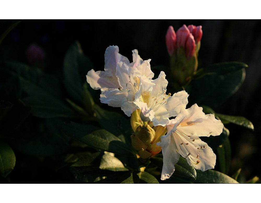 Rhododendren