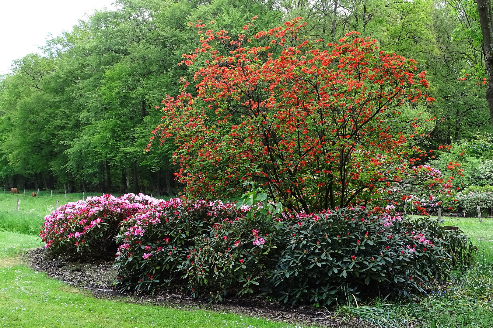 Rhododendren