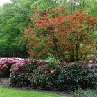 Rhododendren