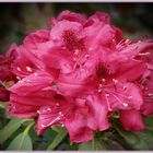 Rhododendren I