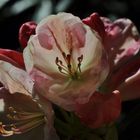 Rhododendren im Berggarten