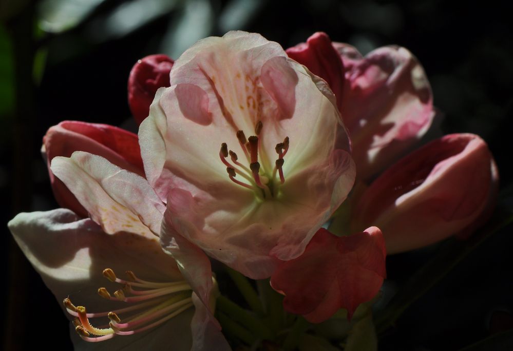 Rhododendren im Berggarten