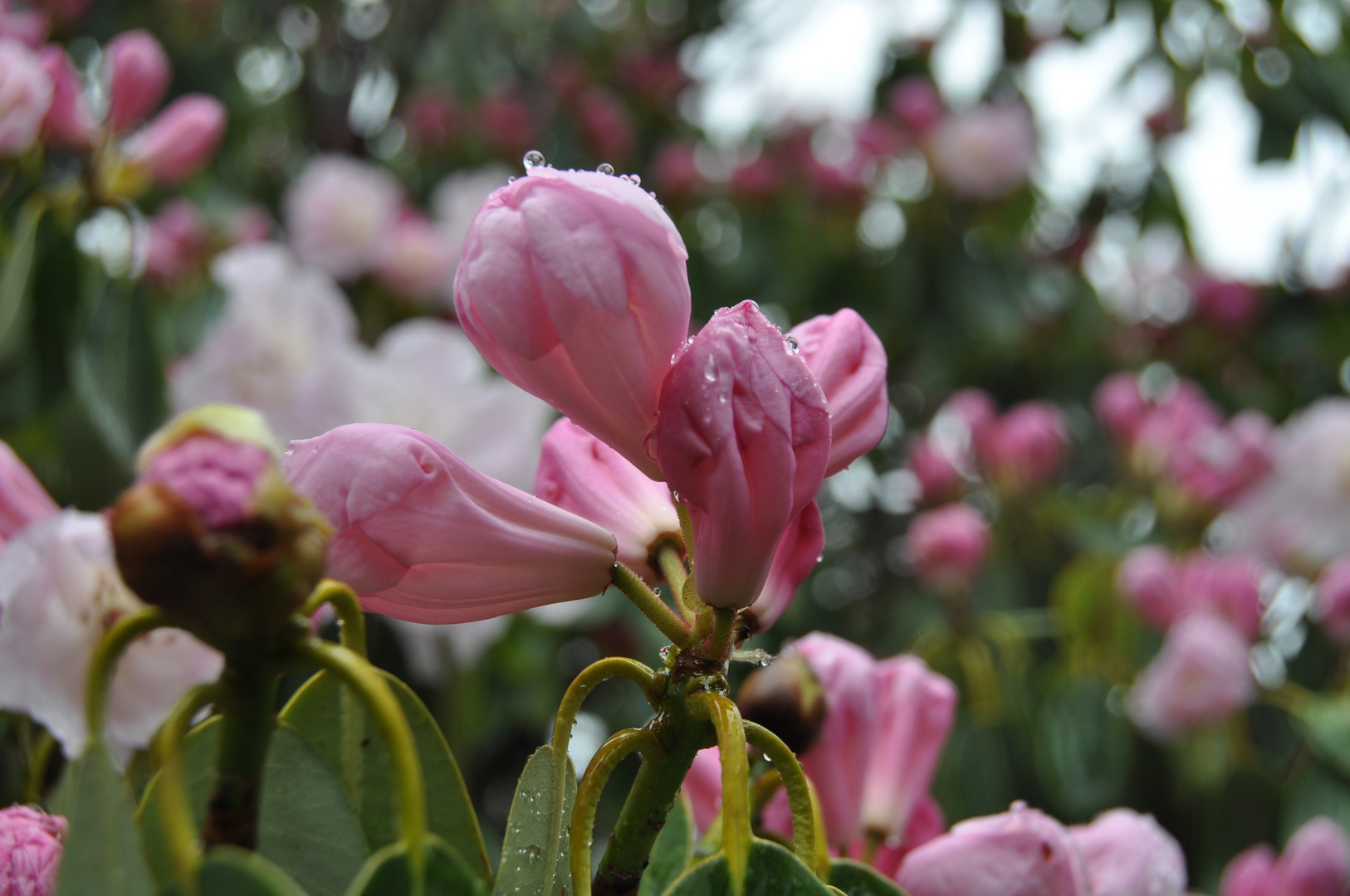 Rhododendren im Regen