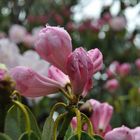 Rhododendren im Regen