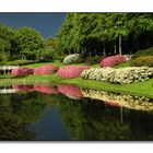 Rhododendren im Regen