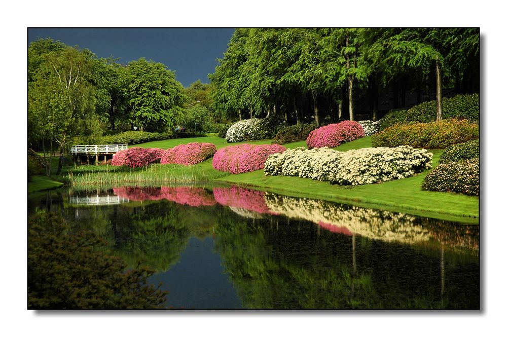 Rhododendren im Regen