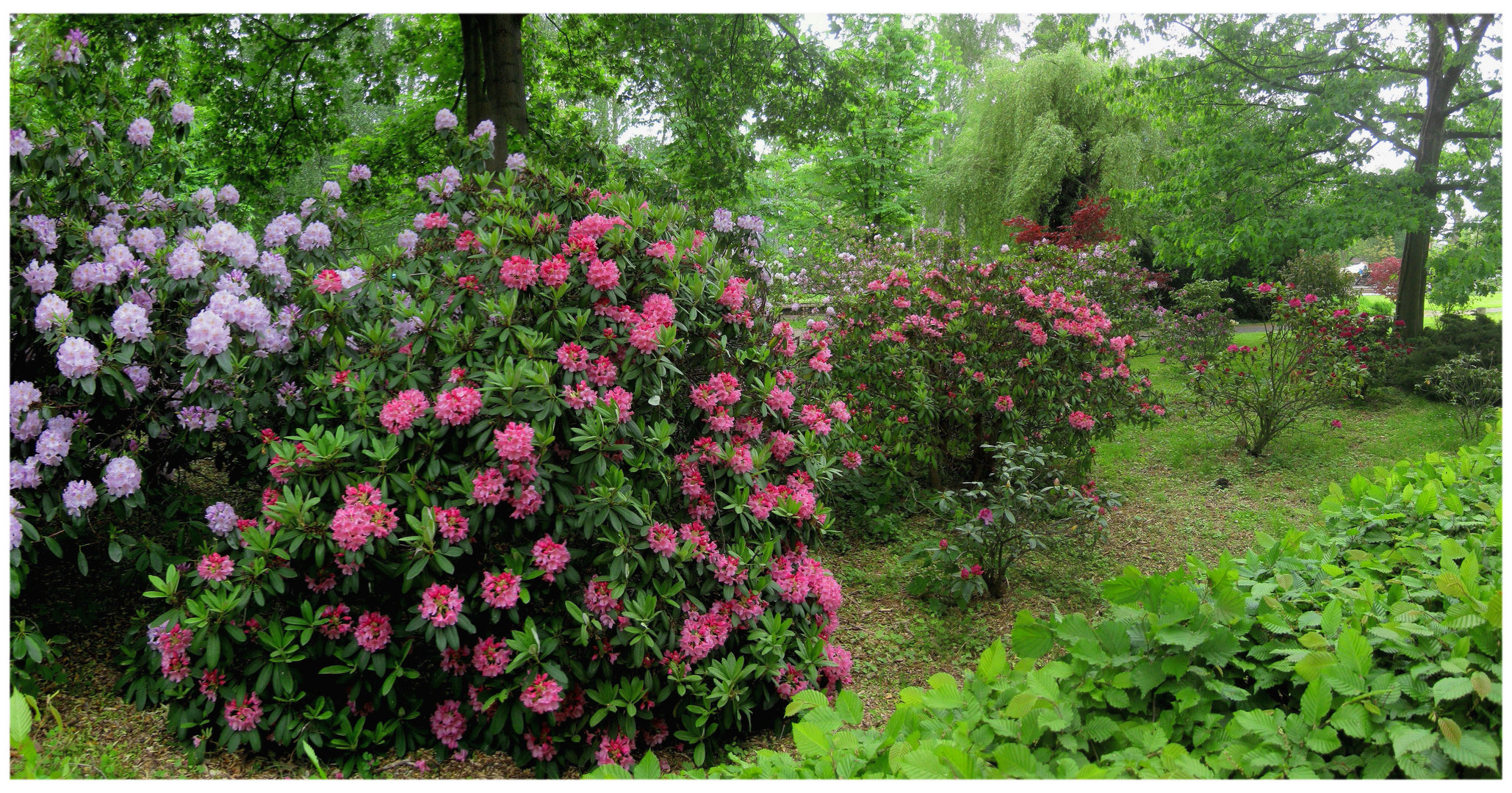 Rhododendren im Schloßpark von Lübbenau