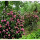 Rhododendren im Schloßpark von Lübbenau