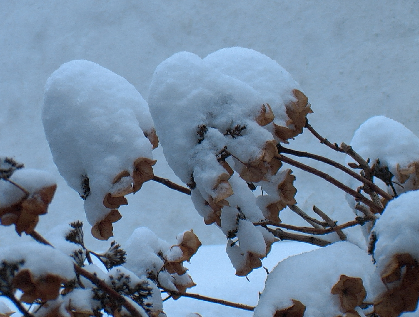 Rhododendren mit Schneehaube