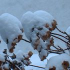 Rhododendren mit Schneehaube