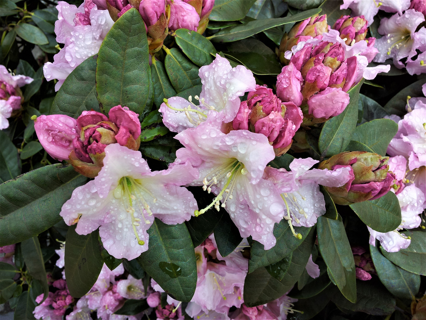 Rhododendren (Rhododendron)