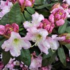 Rhododendren (Rhododendron)