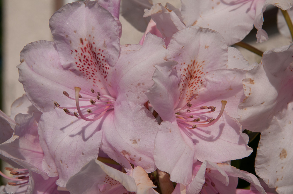 Rhododendren und Azaleen