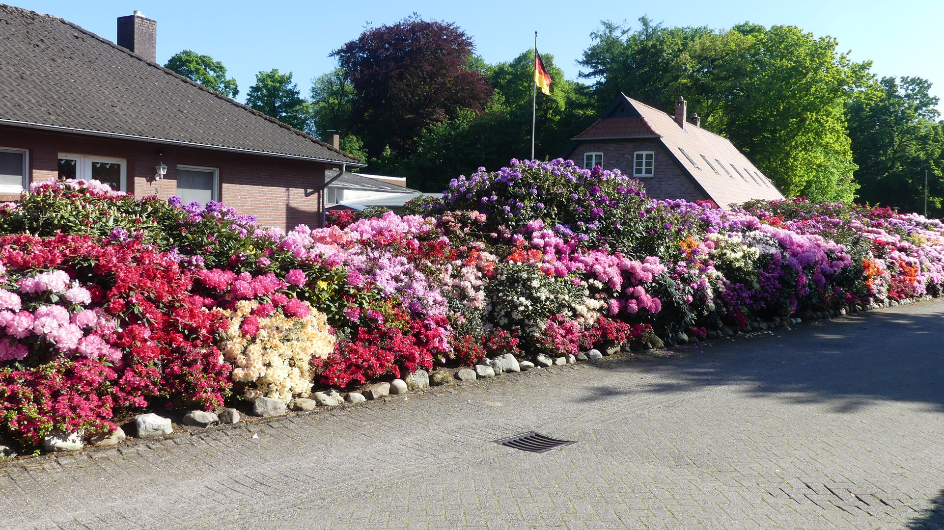 Rhododendren und Azaleen in vielen Farben (1) ...