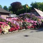 Rhododendren und Azaleen in vielen Farben (1) ...