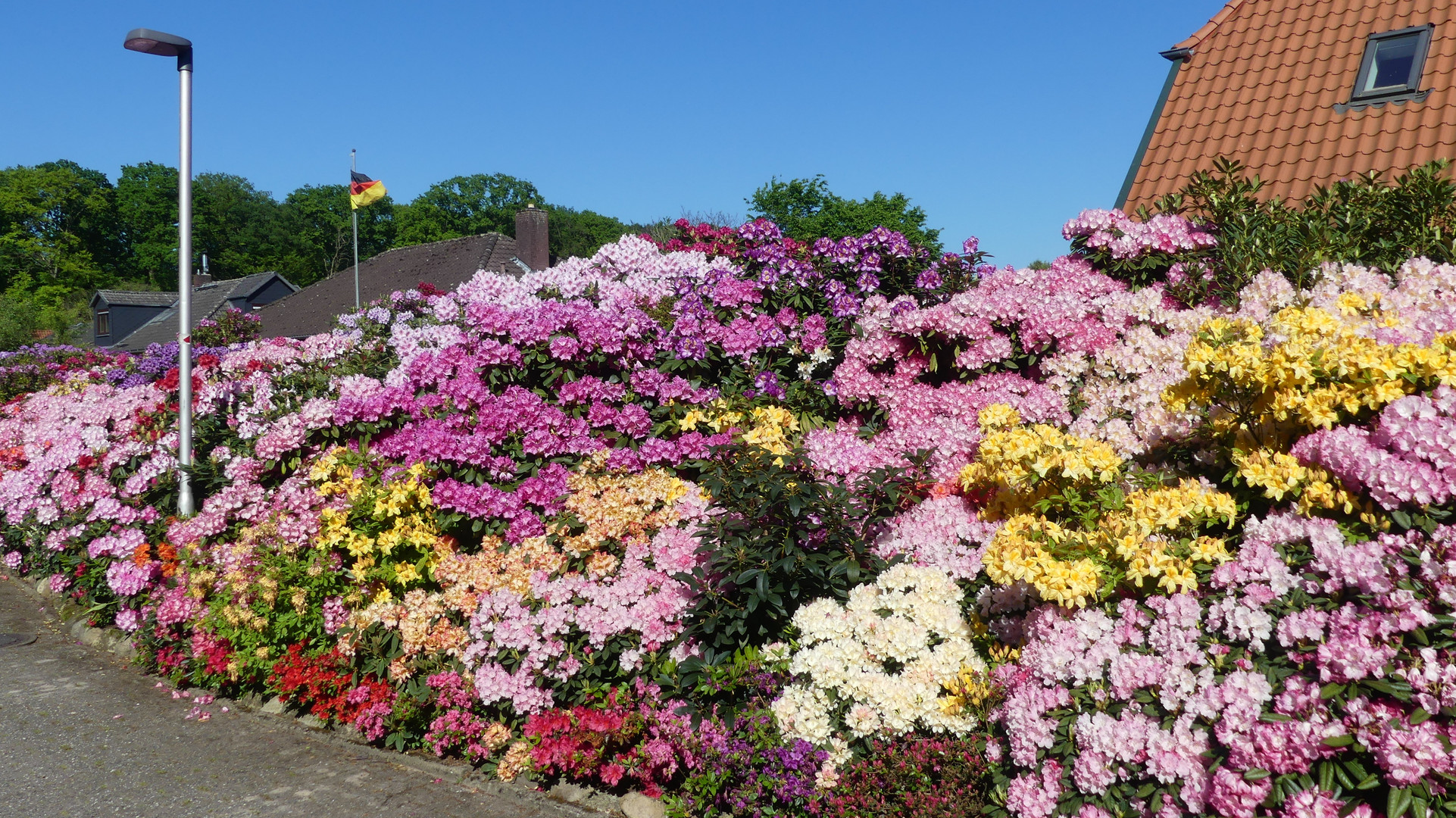 Rhododendren und Azaleen in vielen Farben (2)...