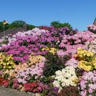 Rhododendren und Azaleen in vielen Farben (2)...